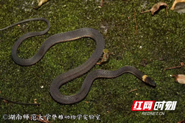 湖南南山国家公园发现蛇类新物种南山脊蛇|南山|国家公园|杨氏_新浪