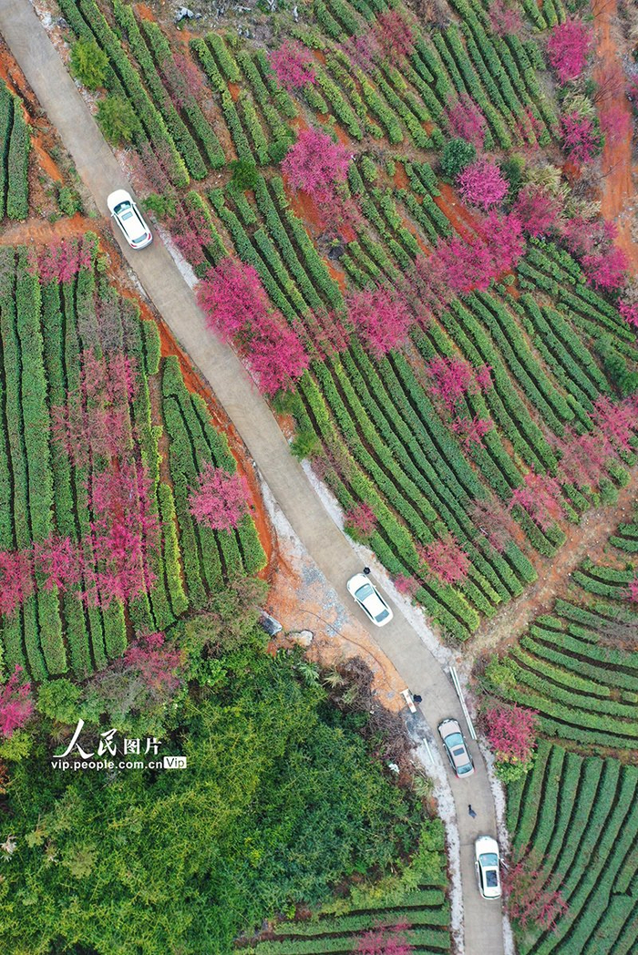 湖南临武:茶园樱花盛开|湖南省|樱花盛开|郴州市_新浪新闻
