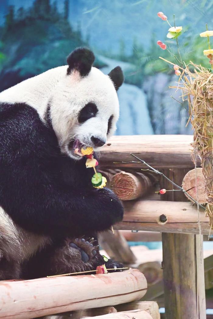 上月底,因两只大熊猫乔迁新居,柳州动物园发布了熊猫馆暂时闭馆的