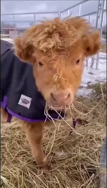 这发型真的很牛呀在哪烫的我也想去了