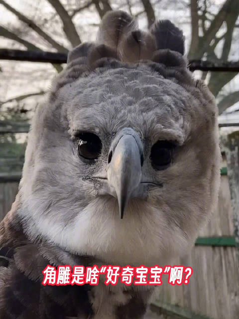 角雕是什么"好奇宝宝"啊?