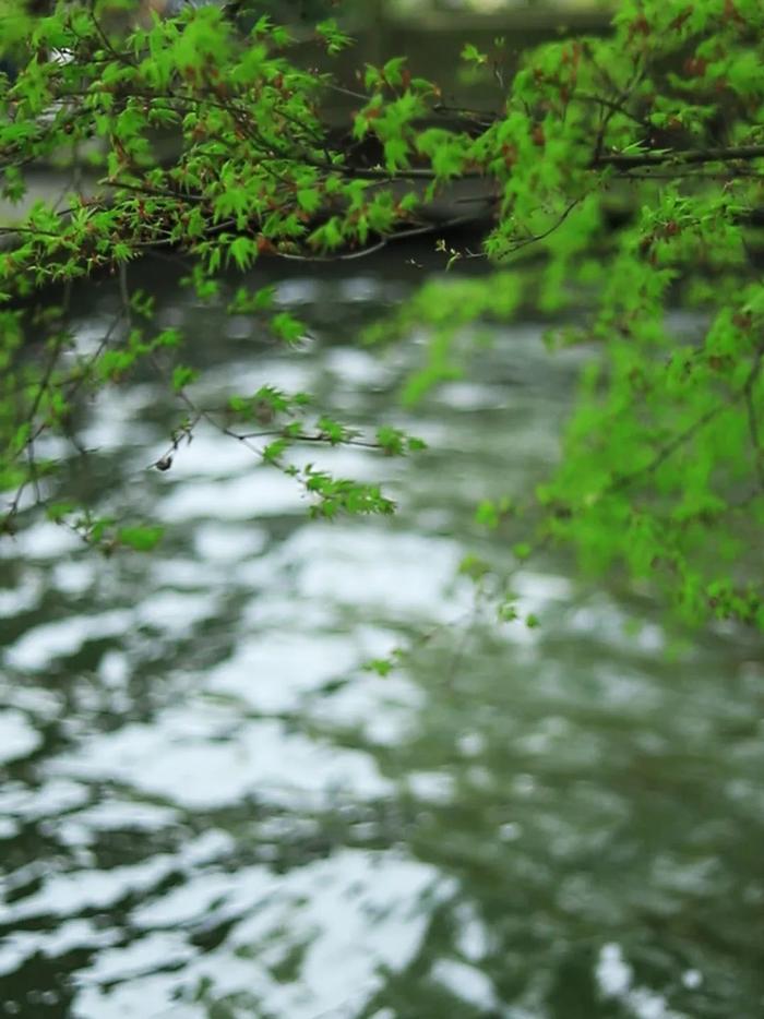 暖雨晴風初破凍.綠楊煙外曉寒輕.綠池芳草滿晴波.