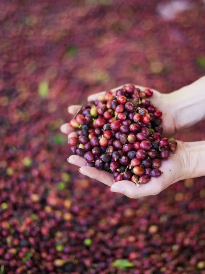 普洱咖啡 子涵 摄