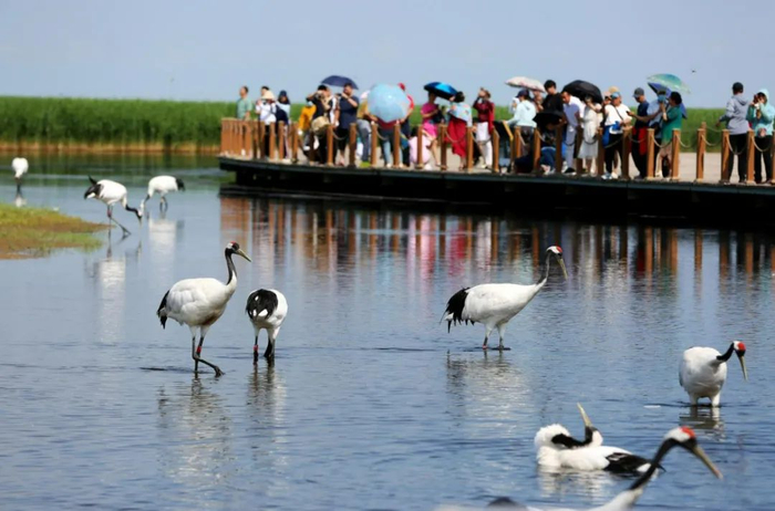 ▲资料图：游客在黑龙江扎龙国家级自然保护区观赏丹顶鹤。图/新华社