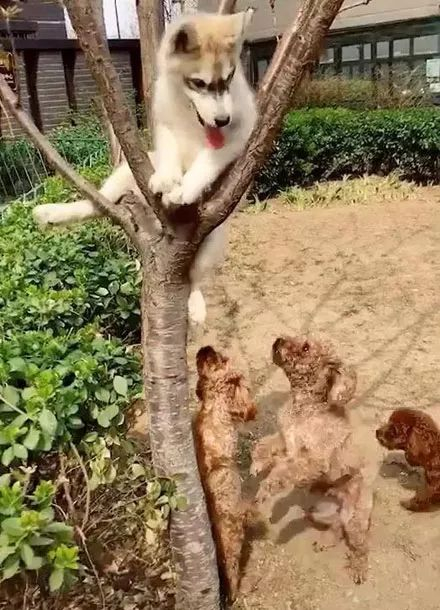 哈士奇|泰迪|狗生_新浪新闻