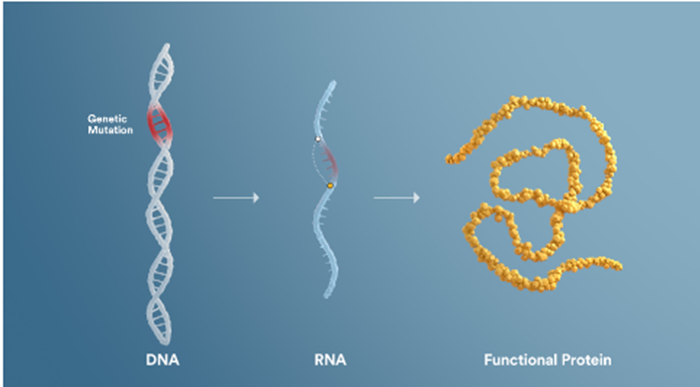 ▲外显子跳跃的作用示意图（图片来源：Sarepta Therapeutics公司官网）