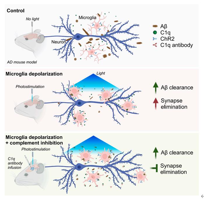 neuron:詹陽團隊報道靶向小膠質細胞清除aβ以及神經