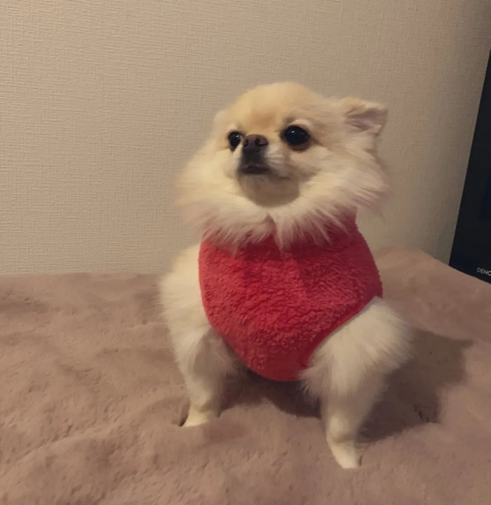 狗|吉娃娃|博美_新浪新闻