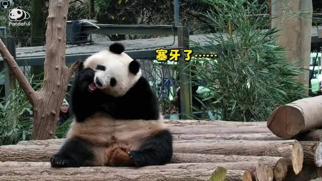 熊猫拔吊瓶表情包图片