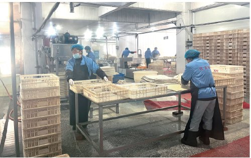 　　在安徽省淮南市八公山工业集聚区的豆制品生鲜加工厂，工人们正在生产豆干。　农民日报·中国农网记者　祁倩倩　摄