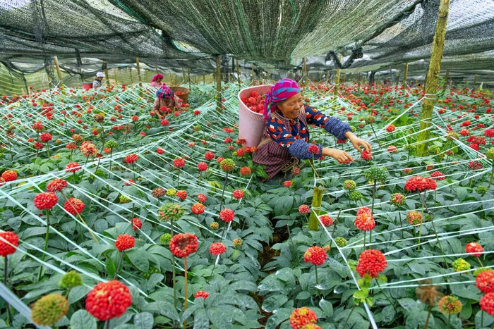 文山三七为美妆产业提供了优质原料 供图