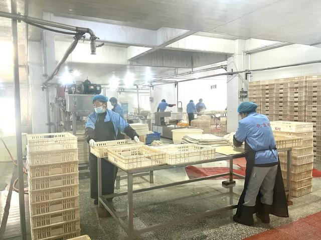 在八公山工业集聚区的豆制品生鲜加工厂，工人们正在生产豆干。祁倩倩 摄