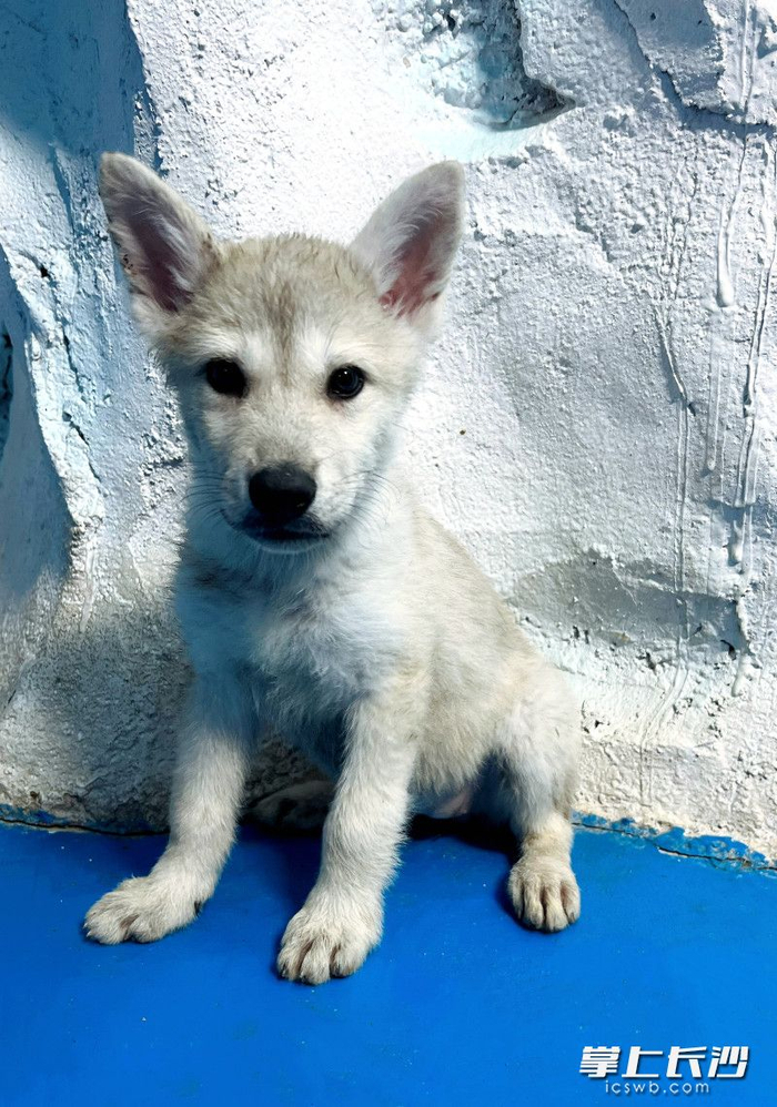 长沙生态动物园两只北极狼幼崽正式亮相|北极狼|生态动物园_新浪新闻