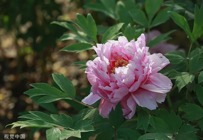 将牡丹定为国花?国家林草局回应|国花|国家林草局_新浪新闻