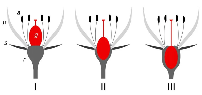 而红果参"子房半下位",于是残存的花萼留在了果子不上不下的半中间.