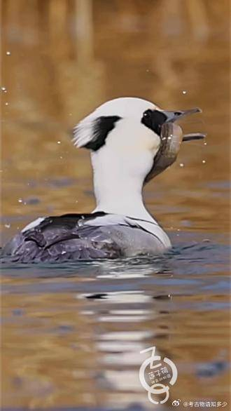 熊猫鸭这顿饭吃得特别婉转