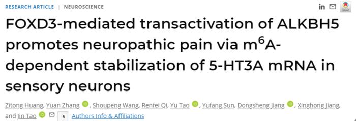 pnas:蘇大陶金教授團隊揭示m6a修飾參與神經病理痛的
