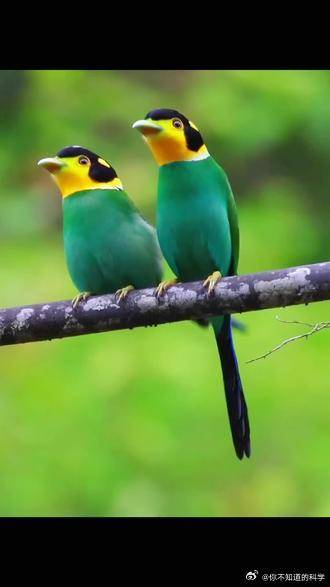 阔嘴鸟你的帽子在哪里买的