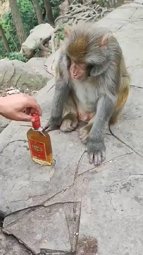 猴子喝醉酒的图片图片