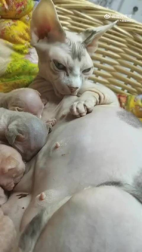 猫妈妈喂奶自己也吸了起来