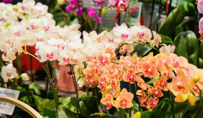 蝴蝶兰，春节的爆款。图 / 受访者提供