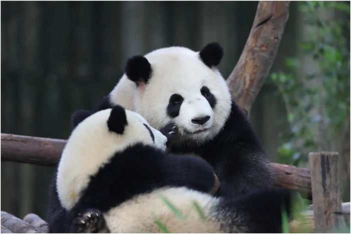 咱家国宝就是这么任性|雄性|大熊猫_新浪新闻