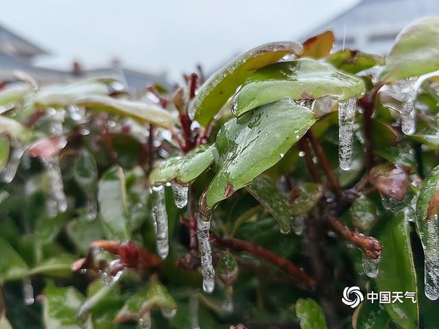 南方多地出现冻雨天气 树叶车辆"穿冰甲"|湖南省|湖北省|安徽省_新浪