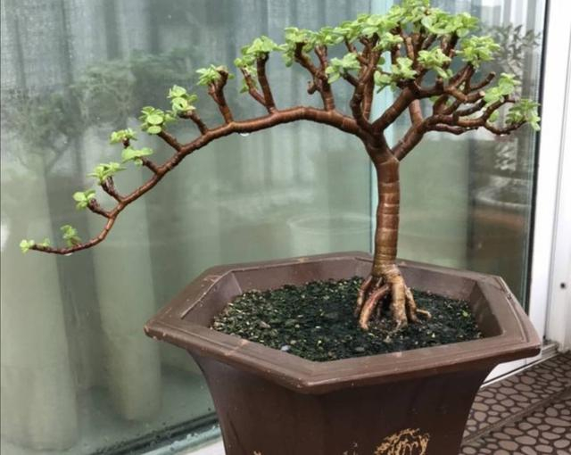 金枝玉叶的养护3技巧,越长越美,非常壮实,还可以养到泛滥