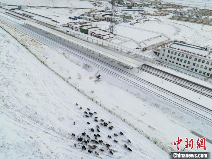 圖為2月2日,西藏那曲安多火車站外的一群犛牛在雪中覓食.