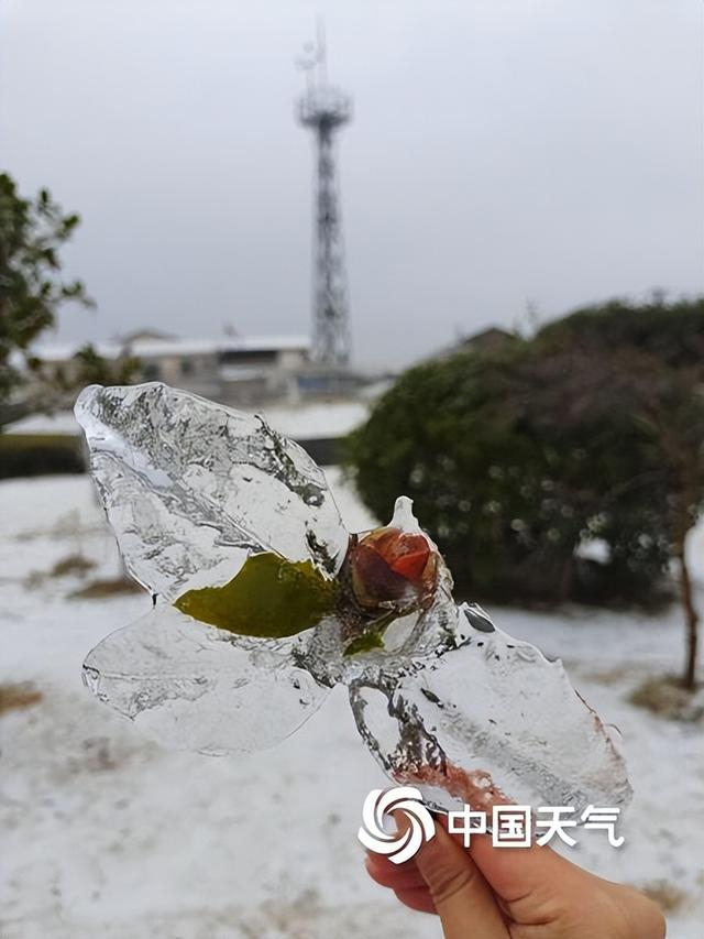 南方多地出现冻雨天气 树叶车辆"穿冰甲"|湖南省|湖北省|安徽省_新浪