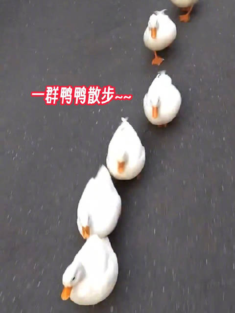 一群鸭鸭排队散步,跑的好鸭呀