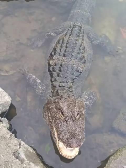 它是鱷魚各位理智一點它的咬合力真的能秒殺你的骨頭