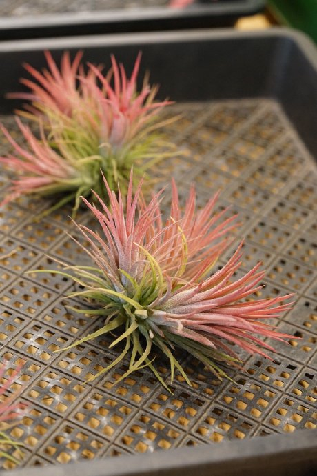 这种现象让人不适,却是空气凤梨生存的关键.