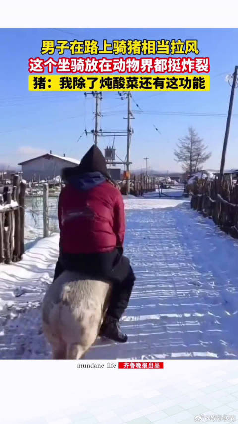 男子在路上骑猪相当拉风这个坐骑放在动物界都挺炸裂