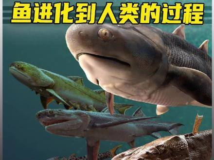 鱼进化到人类的过程,整个过程大约需要5亿年左右__财经头条