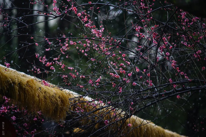 金沙遗址博物馆的红梅 摄影 Jack