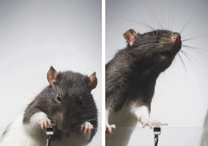 法国艺术家教俩老鼠自拍,按快门上百次后,自拍上瘾了?