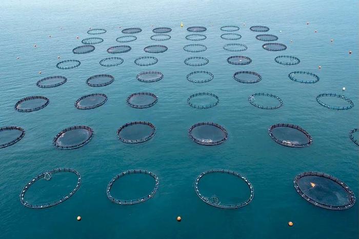 △大型海产养殖网箱：把鱼缸“建”在海里