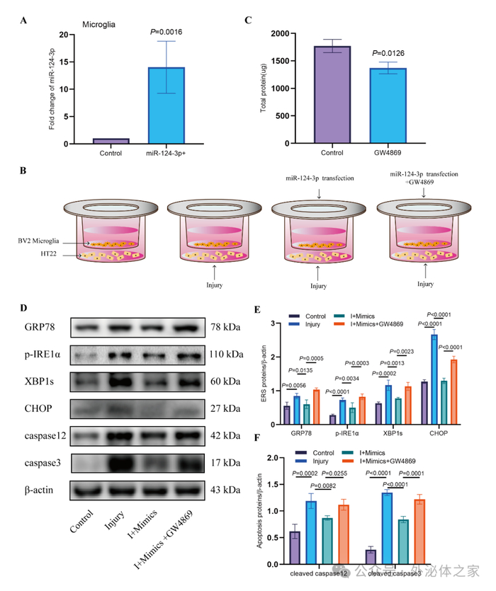 建立后,通过transwell使其与高表达mir-124-3p的bv2小胶质细胞共培养