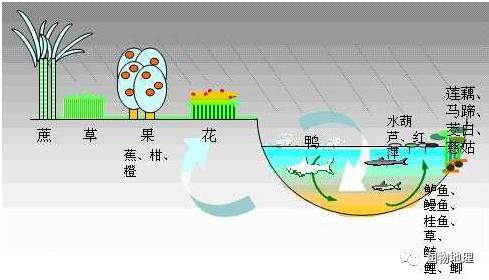 鱼塘台田模式图片图片