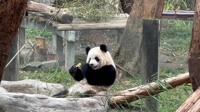 為何動物園的熊貓總是在吃個不停