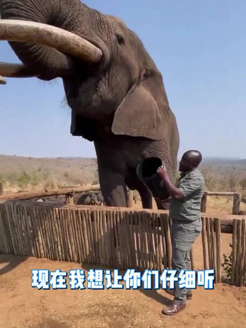 成年大象喝水时发出的声音