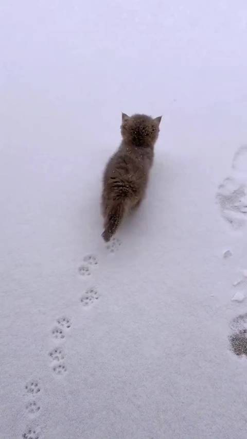 小猫猫特别会画梅花有人需要小猫猫帮你在雪地上画梅花吗