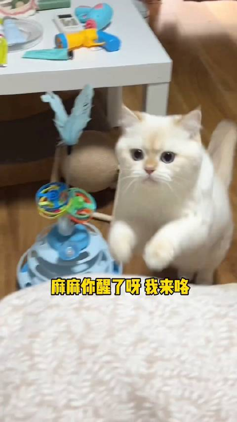 一路小跑妈妈大叫是一句回十句的小猫咪呀