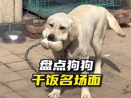 盘点狗子干饭名场面,狗子:干饭不积极,思想有问题