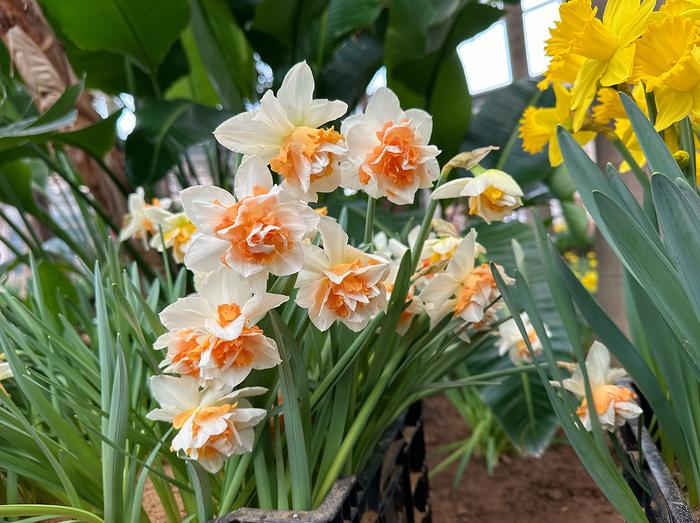 石家莊市植物園新春花展邀您花式迎新春|植物園|花展