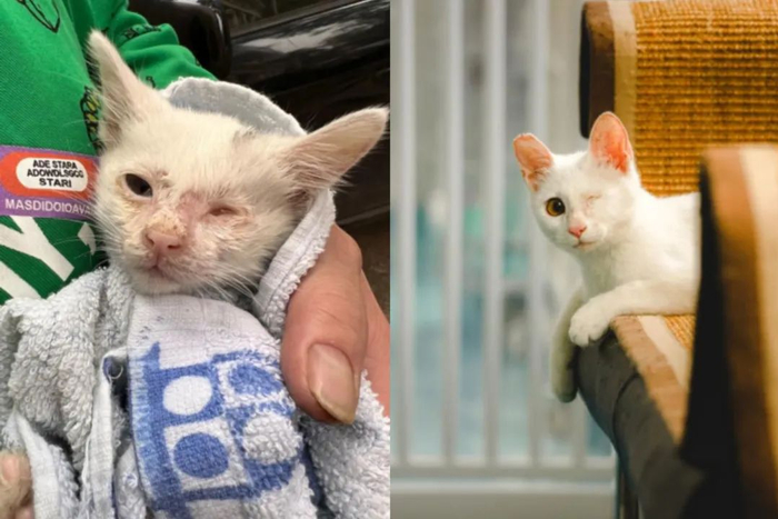 同一只猫被救助前后的样子，截然不同。（图/@无忧肥猫）