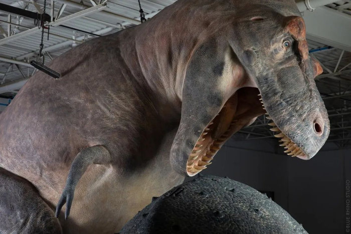 为拍纪录片搞个活生生的霸王龙