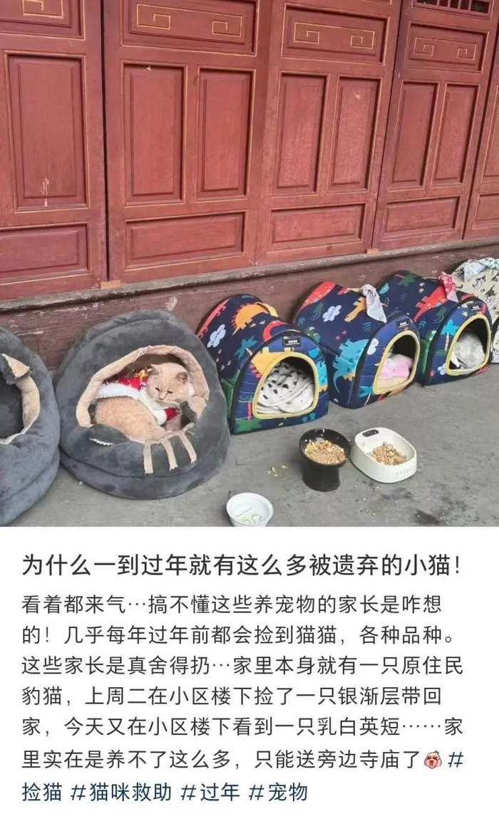 被丢弃的品种猫，无家可归。（图/小红书截图）