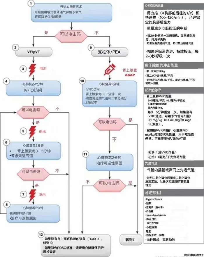 图1.小儿心脏骤停复苏流程